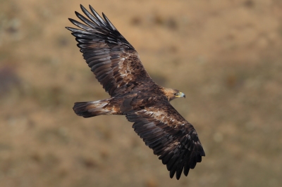 Golden Eagle (Aquila chrysaetos) Flying ©WikiC