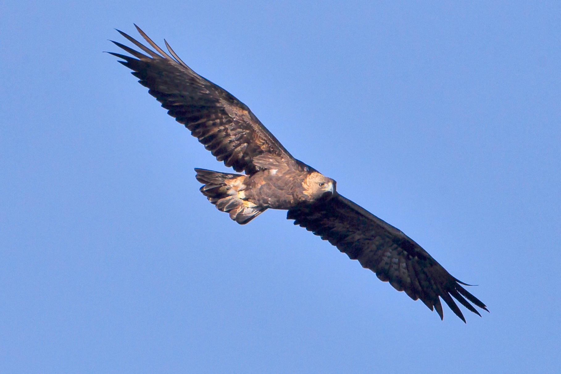 Golden Eagle (Aquila chrysaetos) Flying ©WikiC3