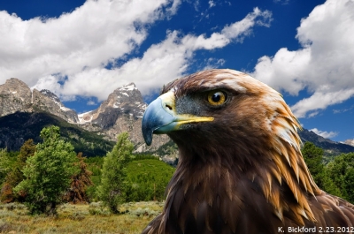 Golden Eagle and Grand Tetons ©Kayforkatie