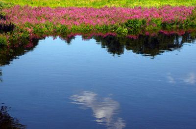 Reflection of Flower in the River ©WikiC