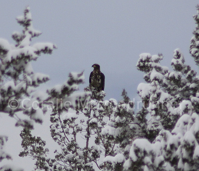 Golden Eagle in Snow ©@Flickr Coralle