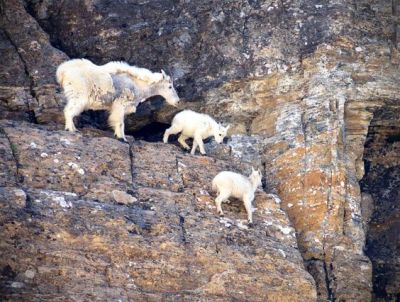 A female mountain goat with two babies on a rock mountain in Glacier National Park, Montana.