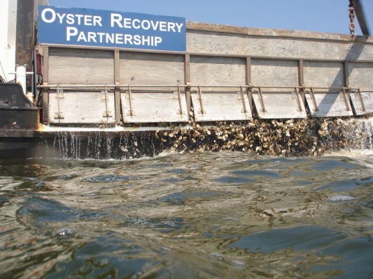 Oyster-restoration-recycling-shells.PBS
