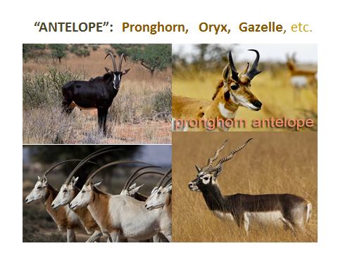 antelope-family.jjsj-PPTslide