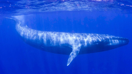 Blue-Whale.NaturalWorldSafaris-photo