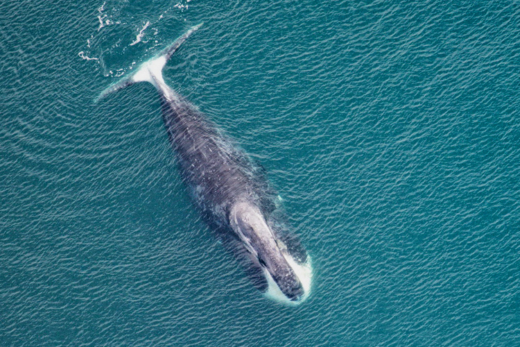 Bowhead-whale.NOAA-photo