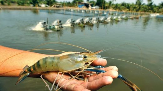 India-freshwater-shrimp-farming